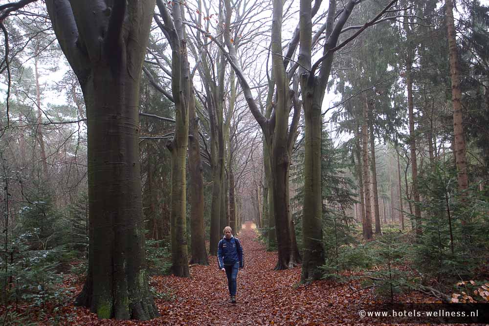 Wandelen omgeving Oranjewoud